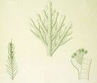 Halopteris scoparia2 Bornet et Thuret 1878